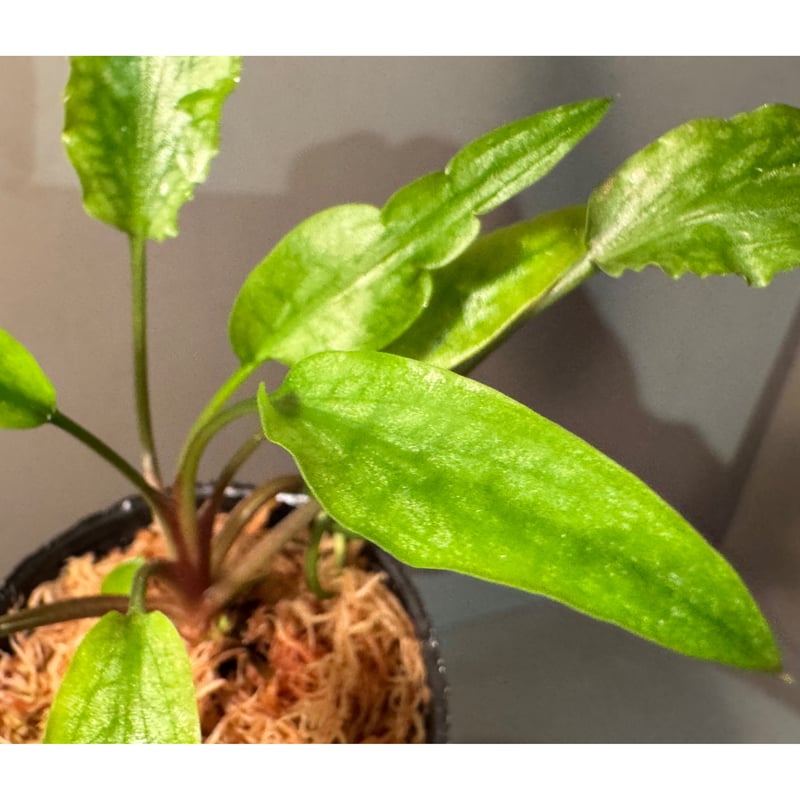 Cryptocoryne joshanii from Basilan island phili