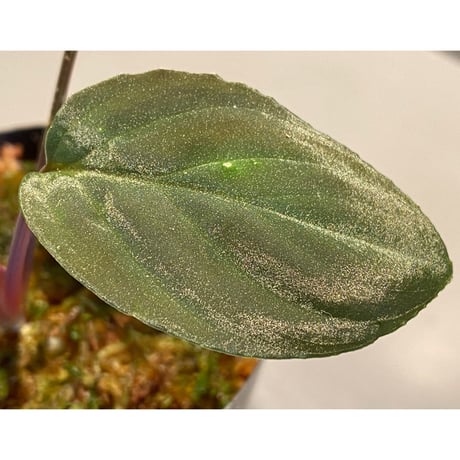 Homalomena sp. from Greak Malaysia [NT ORCHID]