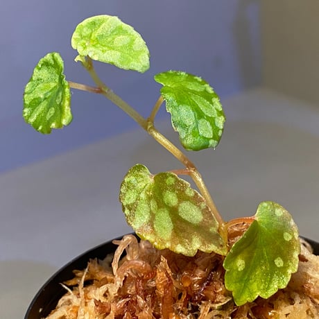 Begonia chlorosticta (Green) from Borneo Sarawak
