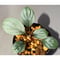 Homalomena \'Rec1-29\' K0718-f1 [KZT]