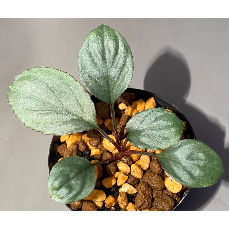 KERNOM Ridge (週末限定値下げ)