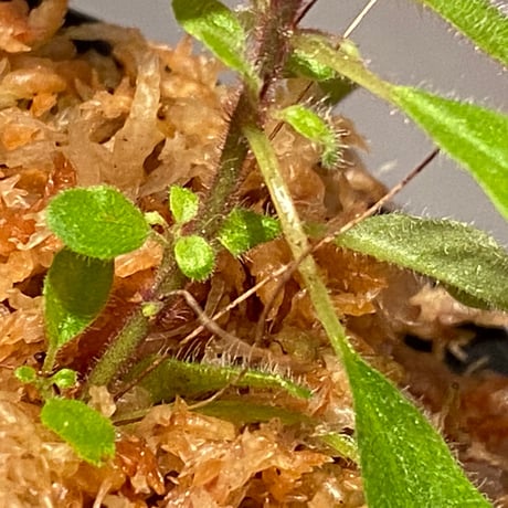 Codonoboea sp. from Sumatera barat [LA0317-01]