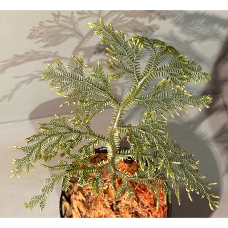 Selaginella sp. from Landak West Kalimantan