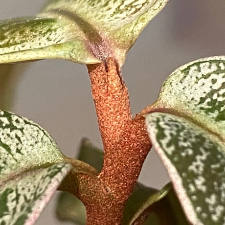Labisia sp. from Riau
