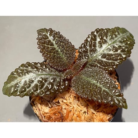 Nautilocalyx sp. 伊藤蟻植物農園