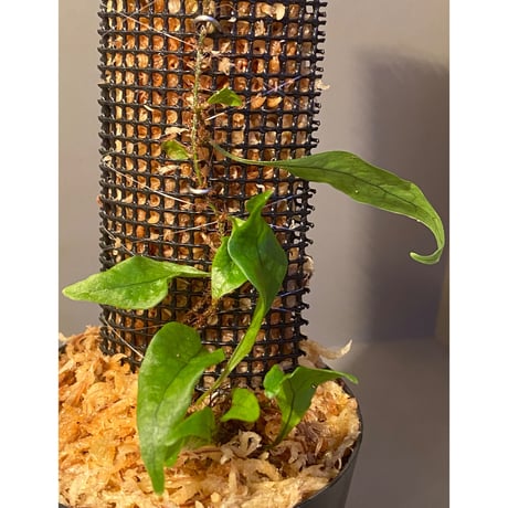 Microsorum sp. "Timika" Papua [TB] ②