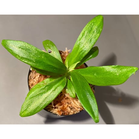 Schismatoglottis sp. "初霜錦" from Murung raya [LA0515-05]