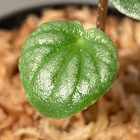Peperomia sp. from Colombia [tanakay]