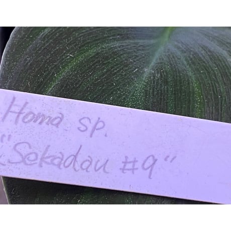 Homalomena sp. #9 from Sekadau [LA2013年] GN販売株