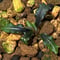 Bucephalandra sp. from \"Mangat\" [MF0417-2A] ④