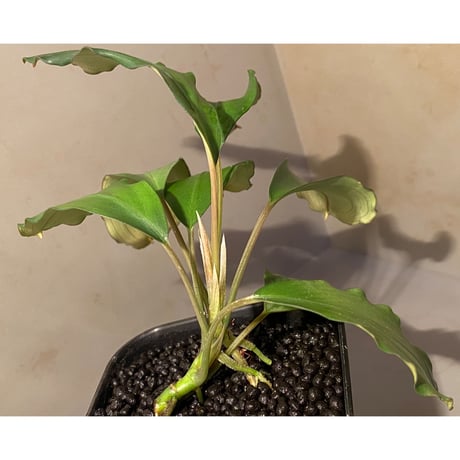 (大株) Bucephalandra sp. Green wavy broad reaf [トロピカ社] ②