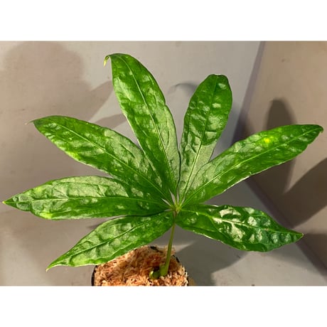 Anthurium polyschistum from Napo Ecuador [tanakay]