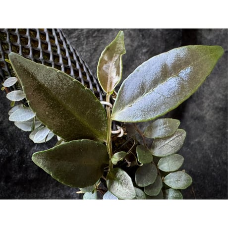 Marcgravia sp. "Azreal"
