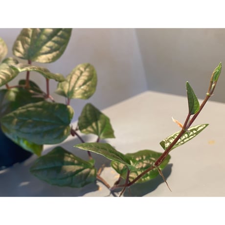 Piper sp. Miao "Arunachal Pradesh" INDIA [ID]