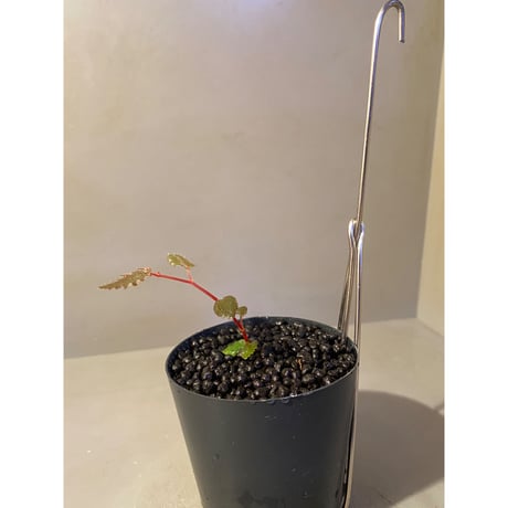 Begonia pteridiformis from Thailand