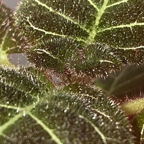 Pearcea hypocyrtiflora from Rio Napo Ecuador [tanakay] 白葉脈