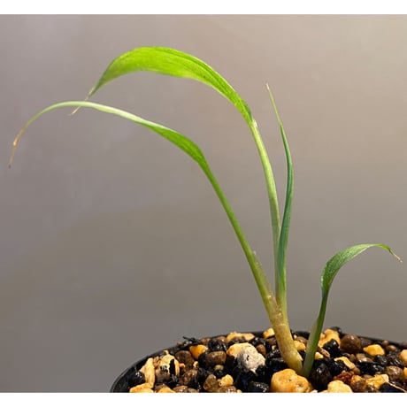 Homalomena sp. White leaf from "Pendang" Kal tengah [TB]