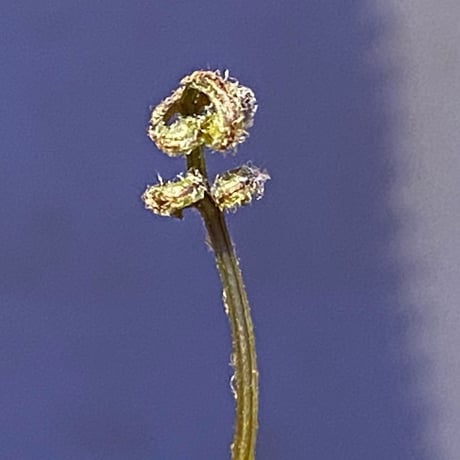 Scyphularia(Davallia) pentaphylla from South Sulawesi 伊藤蟻植物農園