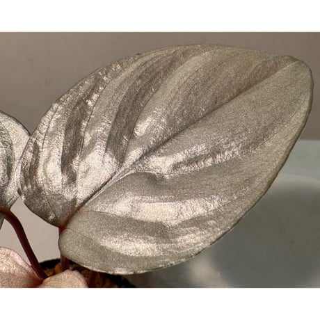 Homalomena sp. "Ultron Prime" from Riau Sumatera