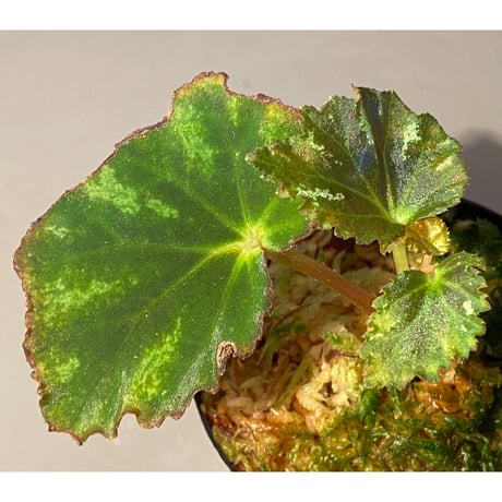 Begonia sp. from North Toraja [S0919-06] STRINGE PLANTS