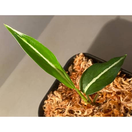 Aglaonema vittatum “Pinwheel" from Pulau Lingga [STY]