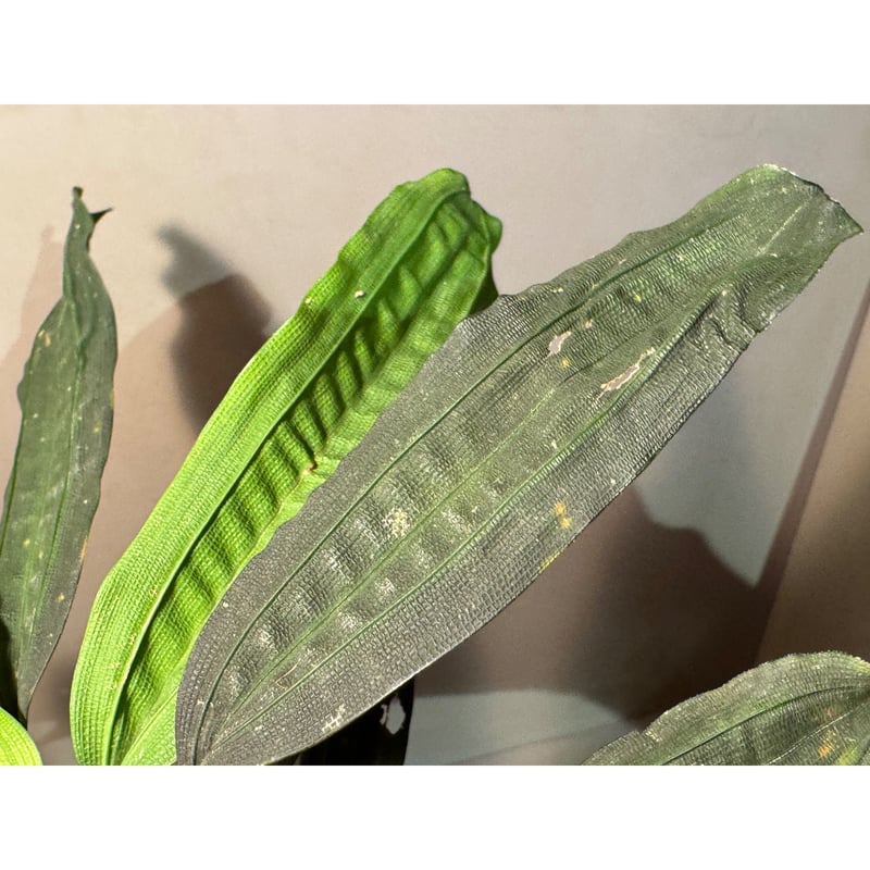 Mapania cuspidata from Bengkayang West Kalimant