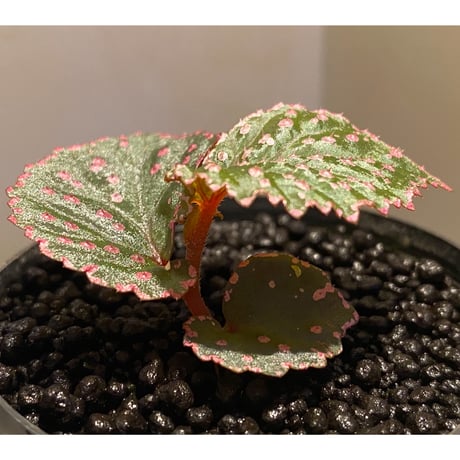 Begonia sp. from Saripoi [LA0813-2]