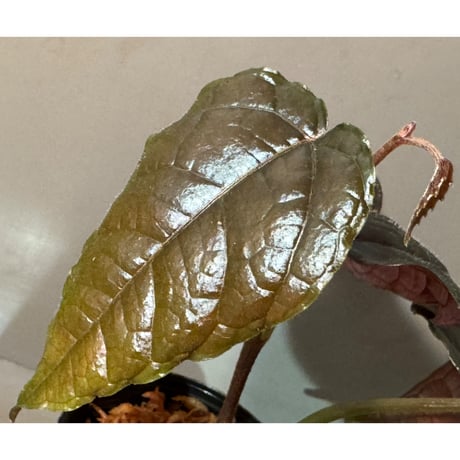 Pterisanthes sp. from Sidikalang [R0817-01c]