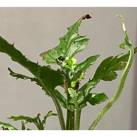 Bolbitis sp. from Siberut [LA]