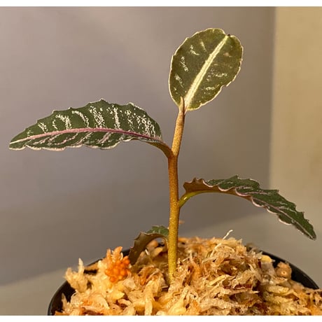 Labisia sp. from Riau