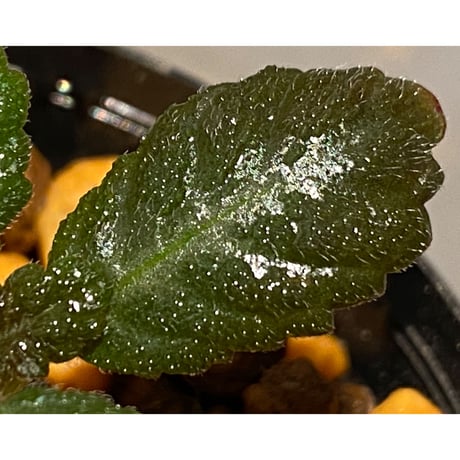 Nautilocalyx sp. 伊藤蟻植物農園