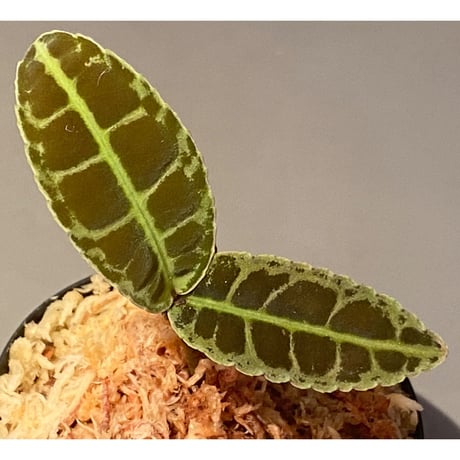 Emblemantha urnulata (Labisia sp.) from Riau sumatera [LA0815-01]