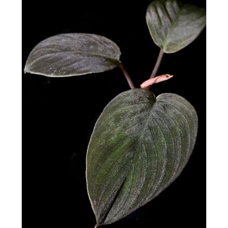 Homalomena sp. from Sumatera Utara [LA0318-01]