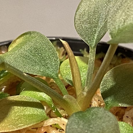 Homalomena sp. "Pink Velvet" from Kepulauan Riau [KN]