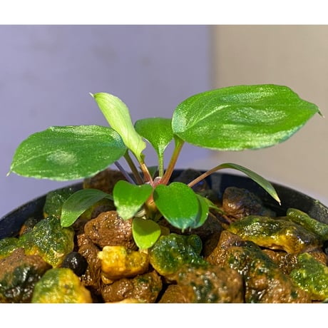 Homalomena sp. from Tambunan [TK200217]