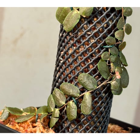 Marcgravia sp. "Bronze"