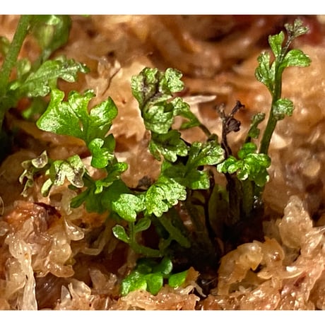 Bolbitis sp. from Kidapawan Mindanao