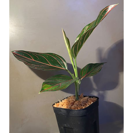 Aglaonema rotundum tiger