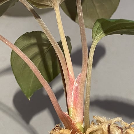 Homalomena sp. "Red" from Bogor