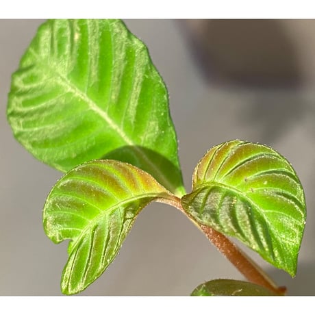 Hoffmannia discolor