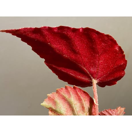 Begonia pavonina from Malaysia