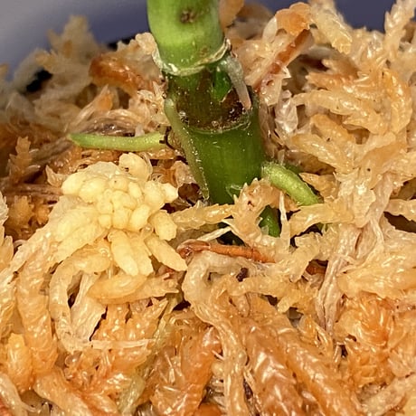 Schismatoglottis sp. from Kapuas hulu
