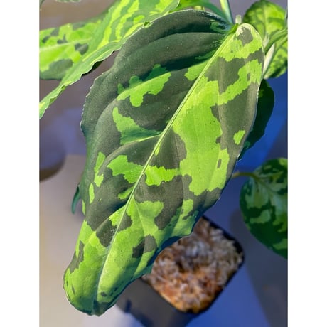 Aglaonema pictum GW1410 from Padang sidempuan [TB]