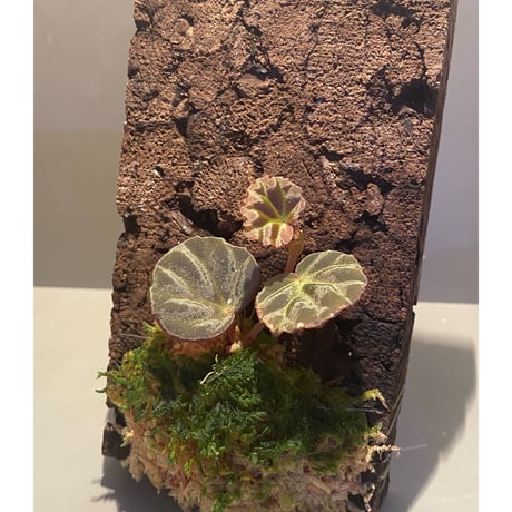 Begonia sp. from Sarawak