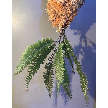 ケファロマネス | STORES