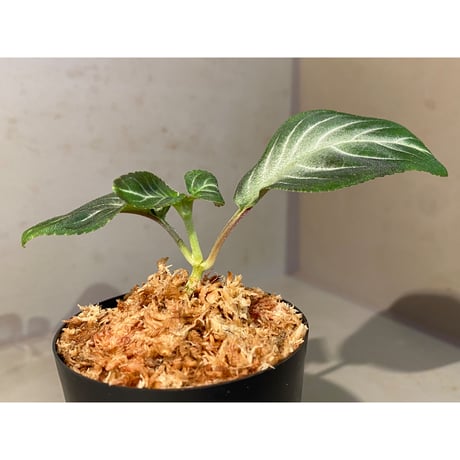 Gesneriaceae gen. from Kalimantan Barat