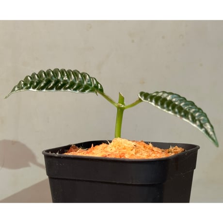 Acranthera sp. from Boyan West Kalimantan