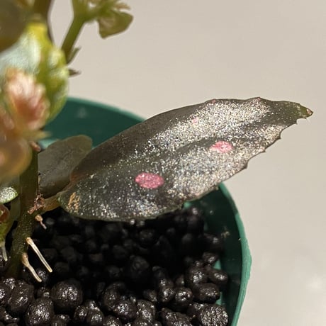 Begonia sp. from Julau [R1214-01b]