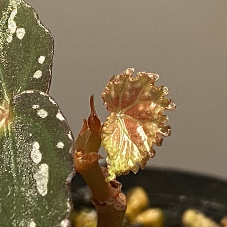 Begonia sp. from Aceh sumatera [LA1115-01T]