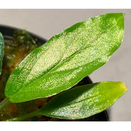 Homalomena sp. "Euclase" from Riau sumatera [LA0518-02]